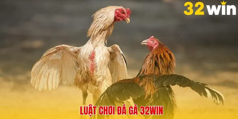Các trận đấu được update liên tục